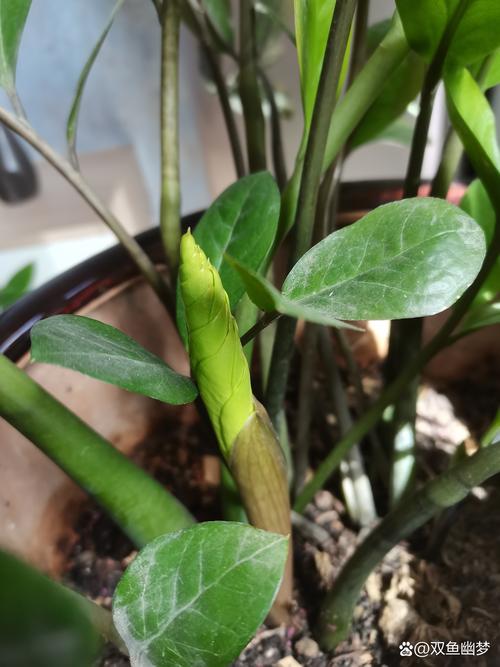 金钱树有毒吗？金钱树有毒吗能放室内吗？-第5张图片-优品飞百科