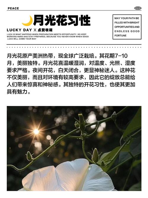 月光花的花语和文化意蕴，月光花寓意-第1张图片-优品飞百科