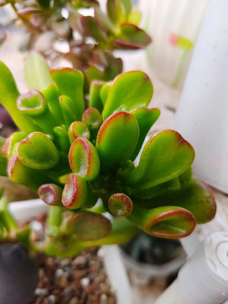 月光花的花语和文化意蕴，月光花寓意-第4张图片-优品飞百科