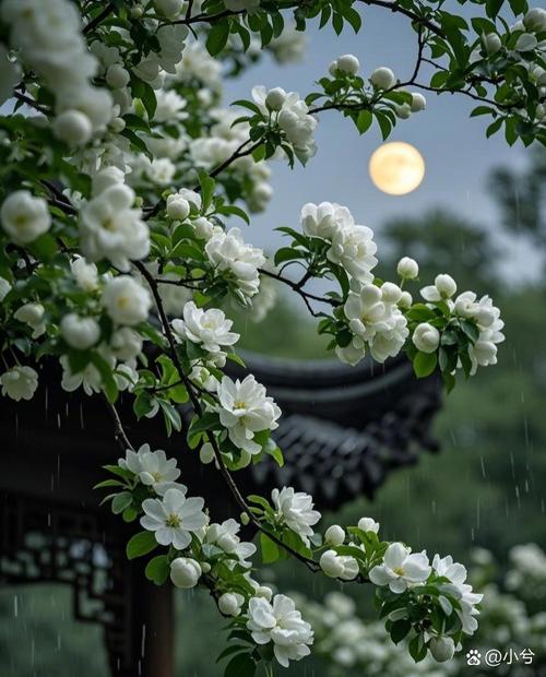 月光花的花语和文化意蕴，月光花寓意-第5张图片-优品飞百科