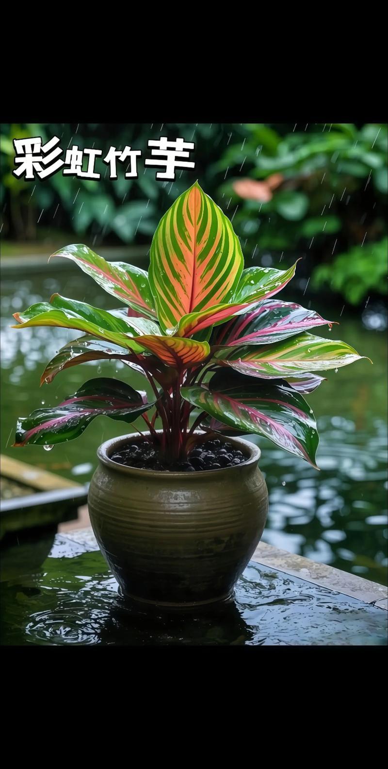 彩虹竹芋有毒吗，彩虹竹芋有毒吗可以养在家里吗视频？-第1张图片-优品飞百科