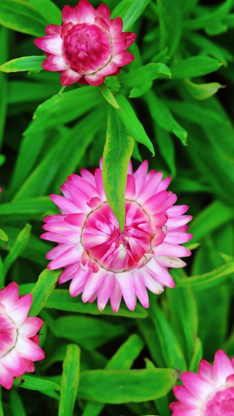 彩虹竹芋有毒吗，彩虹竹芋有毒吗可以养在家里吗视频？-第3张图片-优品飞百科