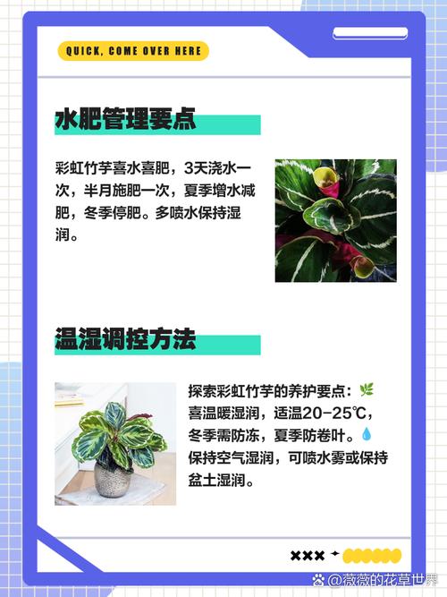 彩虹竹芋有毒吗，彩虹竹芋有毒吗可以养在家里吗视频？-第4张图片-优品飞百科