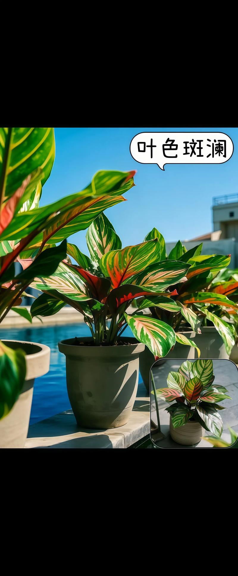 彩虹竹芋有毒吗，彩虹竹芋有毒吗可以养在家里吗视频？-第5张图片-优品飞百科