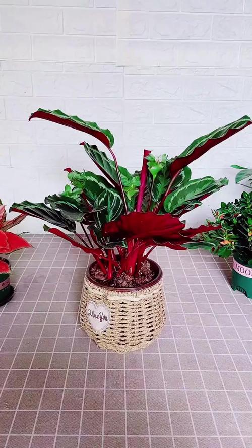 彩虹竹芋有毒吗，彩虹竹芋有毒吗可以养在家里吗视频？-第6张图片-优品飞百科