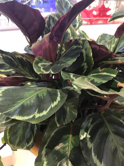 彩虹竹芋有毒吗，彩虹竹芋有毒吗可以养在家里吗视频？-第7张图片-优品飞百科