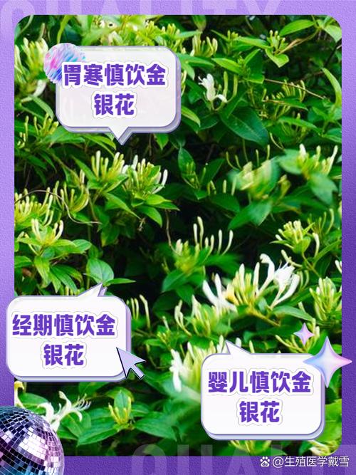 哪些人不能喝金银花茶，正确的饮用方法，金银花茶什么人不能喝-第4张图片-优品飞百科