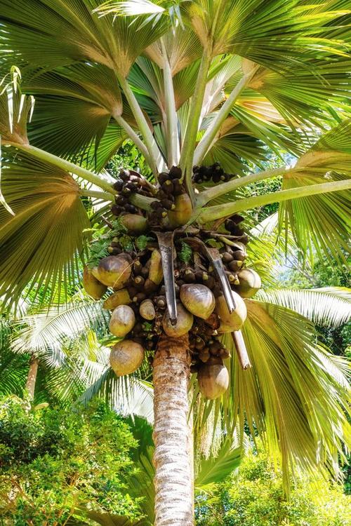 江门适合养什么花，市花和市树是什么？江门哪里有花市？-第1张图片-优品飞百科