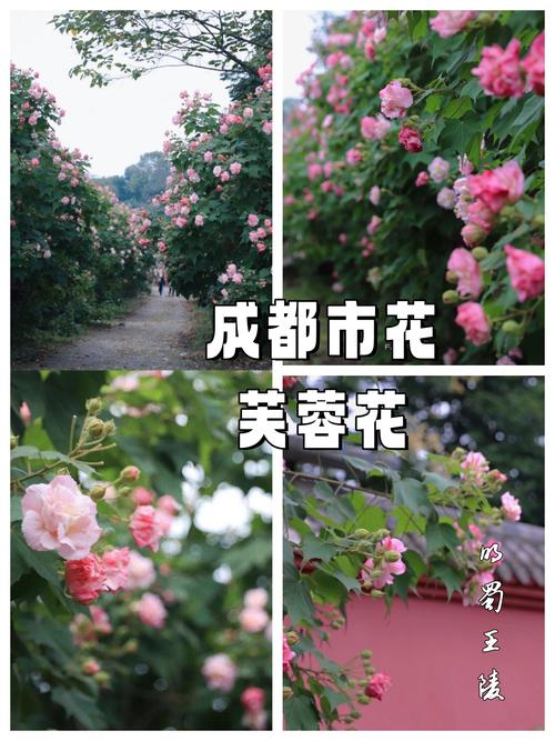 江门适合养什么花，市花和市树是什么？江门哪里有花市？-第2张图片-优品飞百科