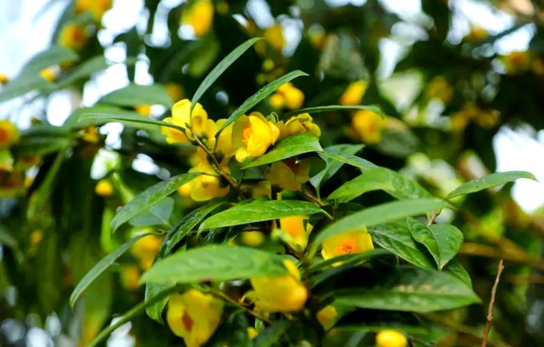 江门适合养什么花，市花和市树是什么？江门哪里有花市？-第3张图片-优品飞百科