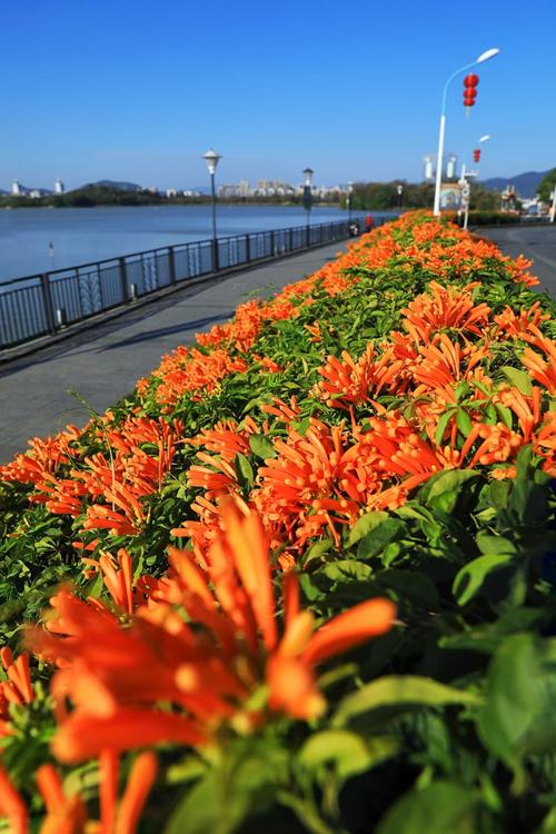 江门适合养什么花，市花和市树是什么？江门哪里有花市？-第4张图片-优品飞百科