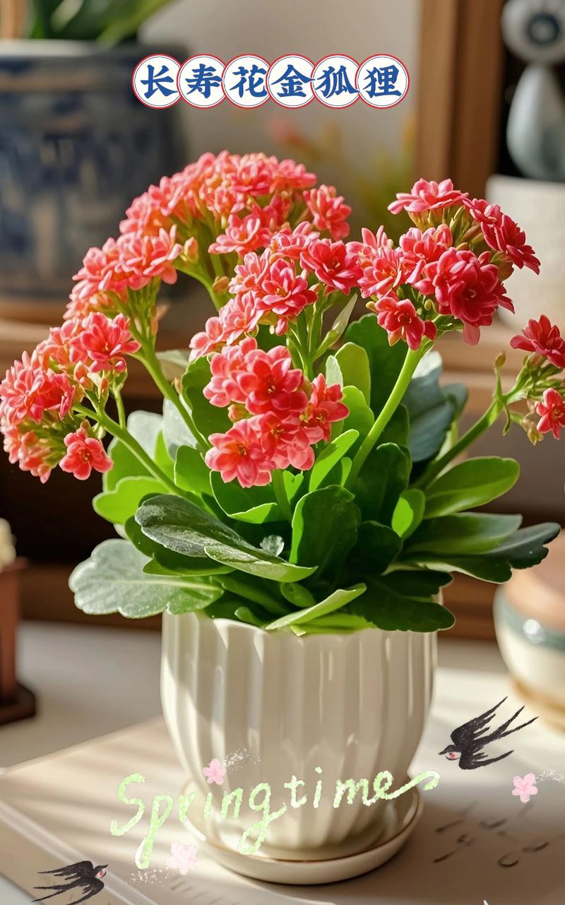 江门适合养什么花，市花和市树是什么？江门哪里有花市？-第5张图片-优品飞百科