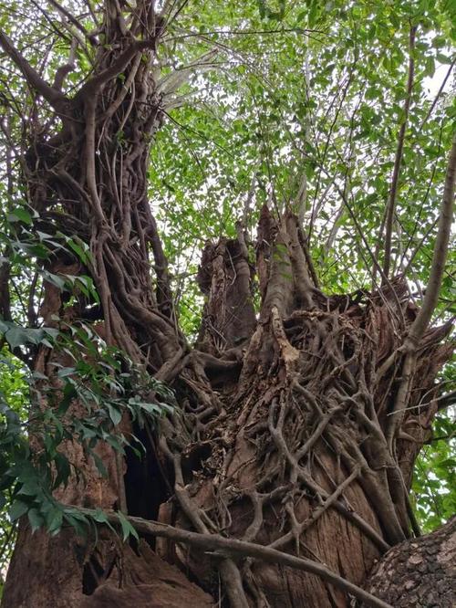 江门适合养什么花，市花和市树是什么？江门哪里有花市？-第6张图片-优品飞百科