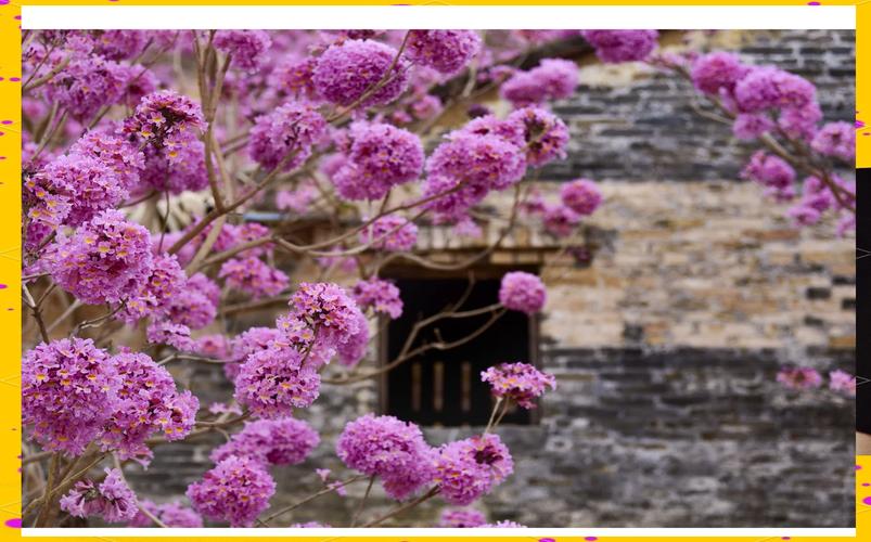 江门适合养什么花，市花和市树是什么？江门哪里有花市？-第7张图片-优品飞百科