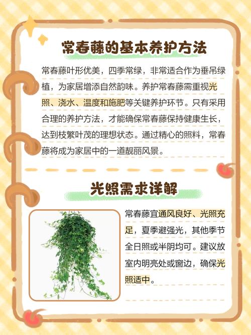 常春藤的养殖方法和注意事项，常春藤图片，常春藤怎么养能爆盆又长得快？-第1张图片-优品飞百科