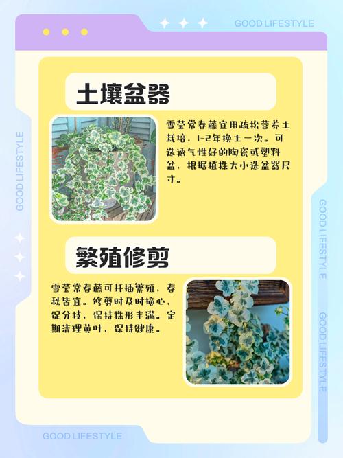 常春藤的养殖方法和注意事项，常春藤图片，常春藤怎么养能爆盆又长得快？-第2张图片-优品飞百科