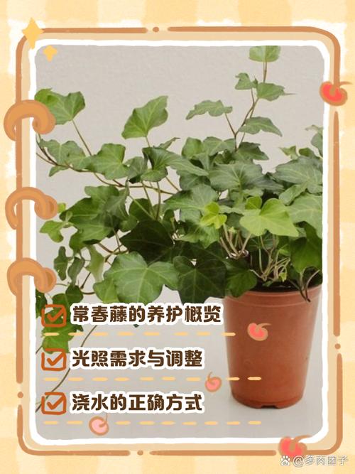常春藤的养殖方法和注意事项，常春藤图片，常春藤怎么养能爆盆又长得快？-第3张图片-优品飞百科