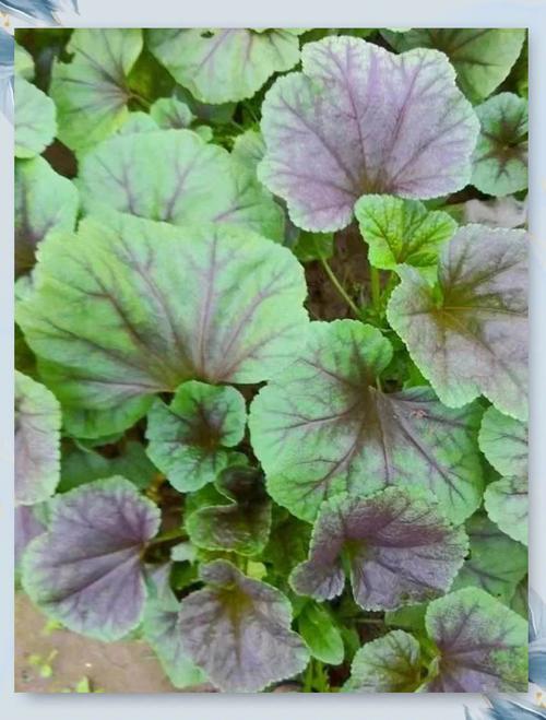 葵菜的养殖方法和注意事项，葵菜是什么植物？-第1张图片-优品飞百科