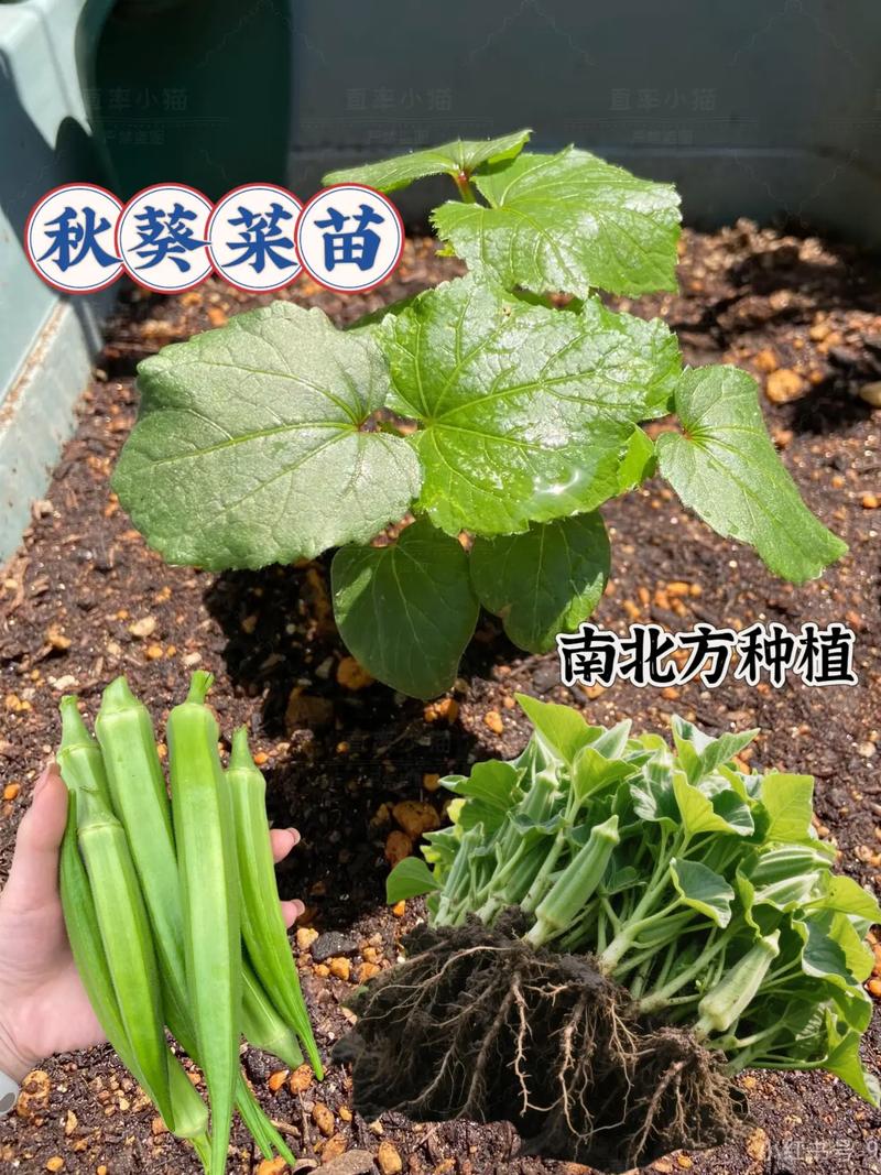 葵菜的养殖方法和注意事项，葵菜是什么植物？-第2张图片-优品飞百科