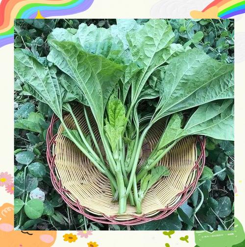 葵菜的养殖方法和注意事项，葵菜是什么植物？-第4张图片-优品飞百科