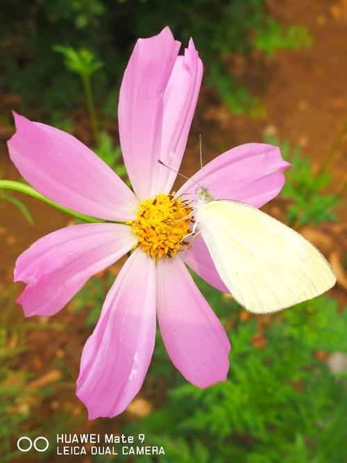 宁阳天气预报，宁阳天气预报40天查询百度？-第5张图片-优品飞百科