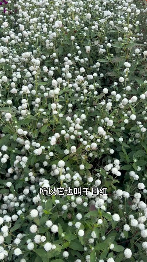 千日红的花语及传说？千日红花语是什么？-第2张图片-优品飞百科