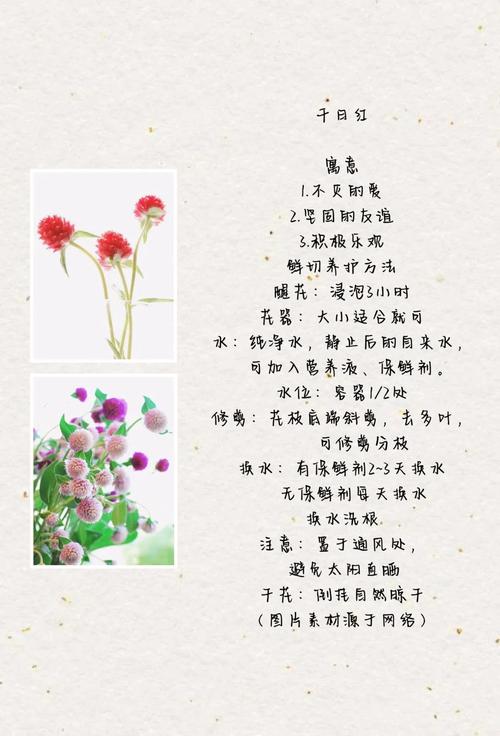 千日红的花语及传说？千日红花语是什么？-第3张图片-优品飞百科