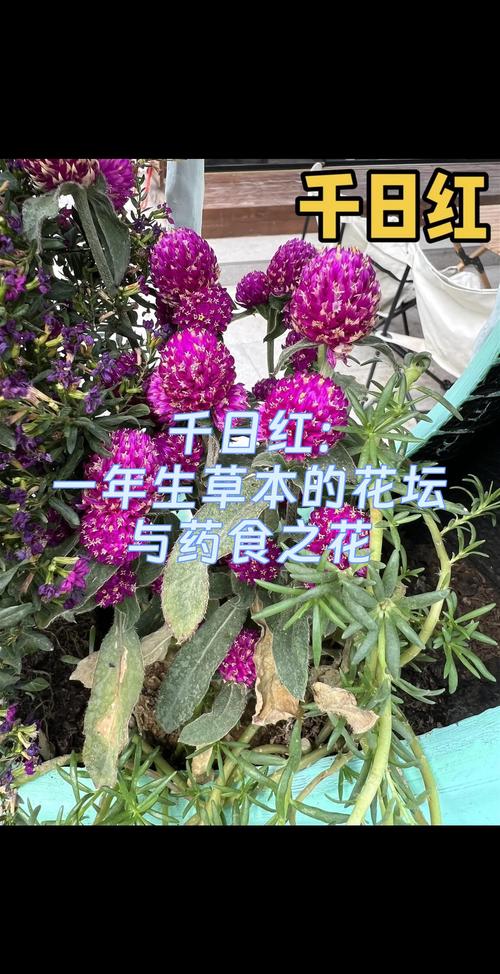 千日红的花语及传说？千日红花语是什么？-第4张图片-优品飞百科