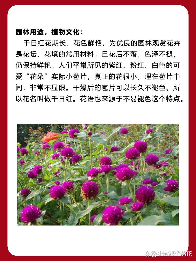 千日红的花语及传说？千日红花语是什么？-第5张图片-优品飞百科