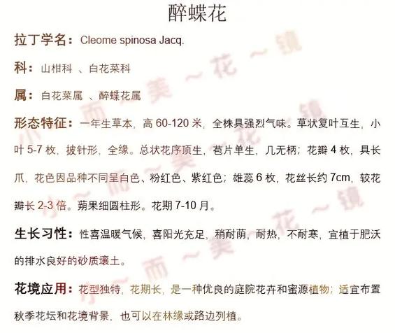 醉蝶花的主要价值，醉蝶花有毒吗?-第1张图片-优品飞百科