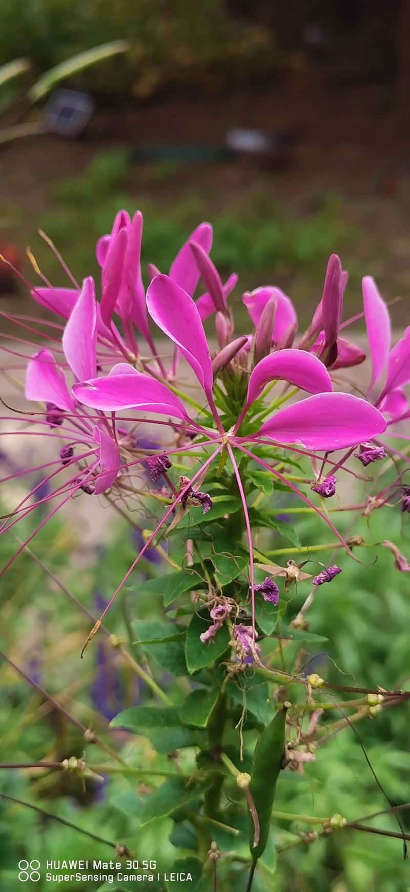 醉蝶花的主要价值，醉蝶花有毒吗?-第2张图片-优品飞百科