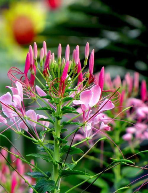 醉蝶花的主要价值，醉蝶花有毒吗?-第3张图片-优品飞百科