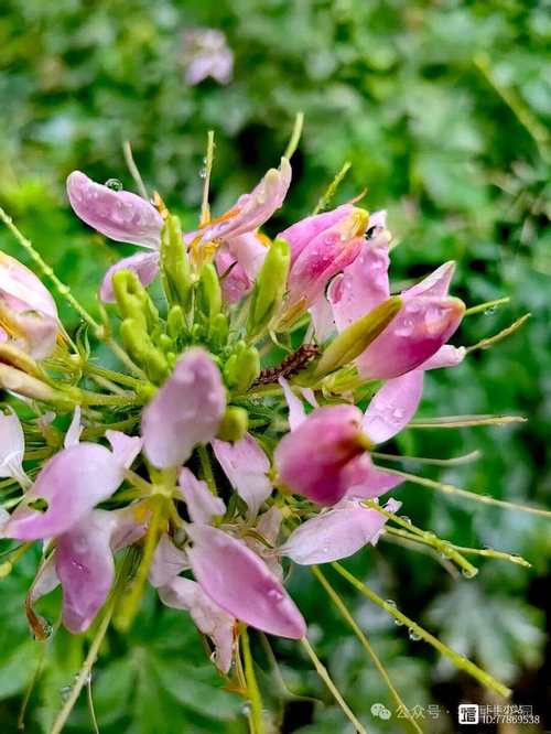 醉蝶花的主要价值，醉蝶花有毒吗?-第4张图片-优品飞百科
