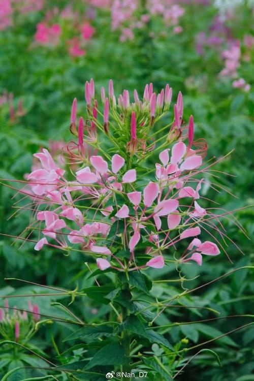 醉蝶花的主要价值，醉蝶花有毒吗?-第6张图片-优品飞百科