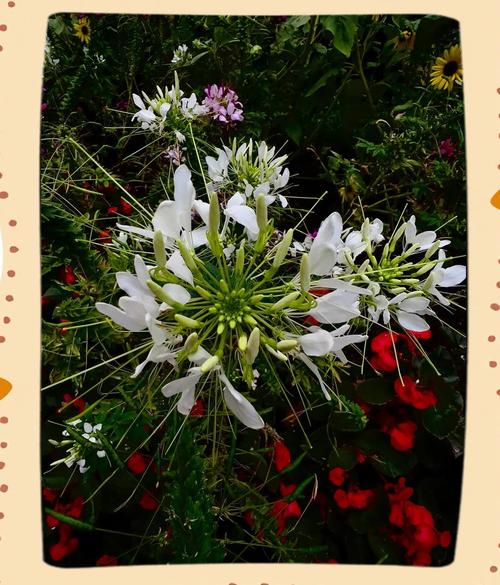 醉蝶花的主要价值，醉蝶花有毒吗?-第7张图片-优品飞百科