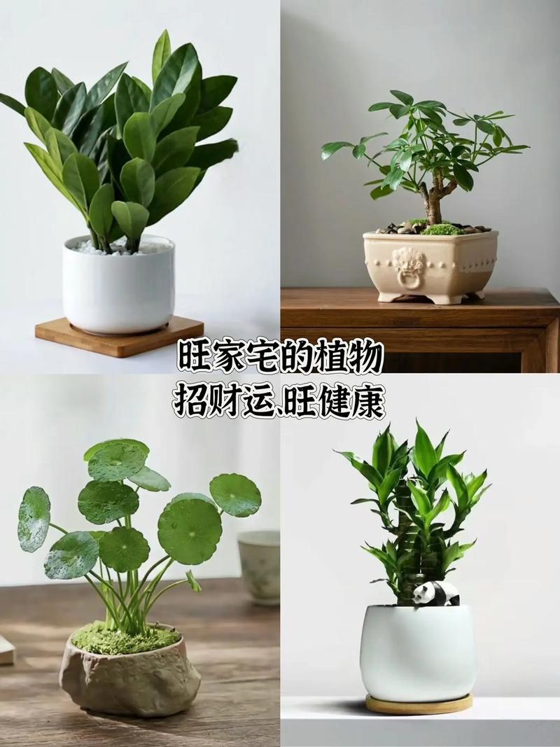 旺财运升事业转好运，全有植物来帮忙！，旺事业运转运的小妙招？-第1张图片-优品飞百科