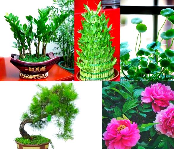 旺财运升事业转好运，全有植物来帮忙！，旺事业运转运的小妙招？-第2张图片-优品飞百科