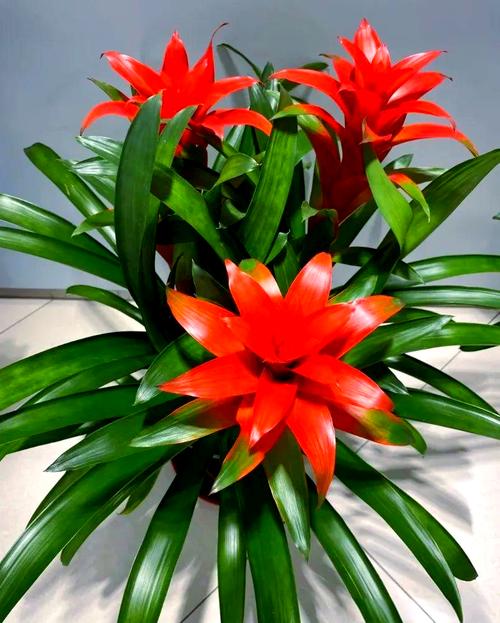 旺财运升事业转好运，全有植物来帮忙！，旺事业运转运的小妙招？-第3张图片-优品飞百科