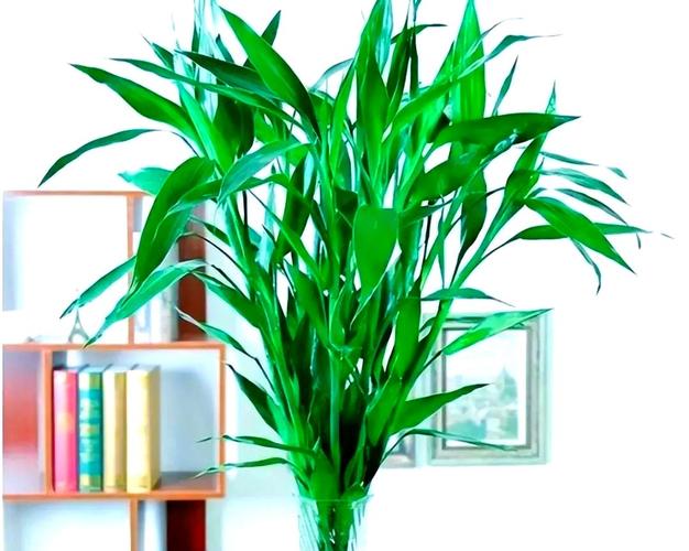 旺财运升事业转好运，全有植物来帮忙！，旺事业运转运的小妙招？-第5张图片-优品飞百科