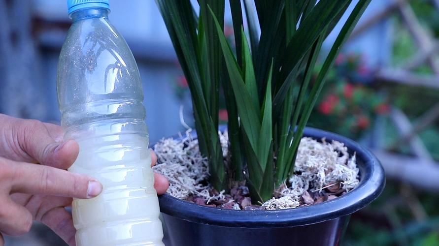 淘米水适合浇哪些盆栽，浇兰花正确方法，淘米水浇花适合哪些植物