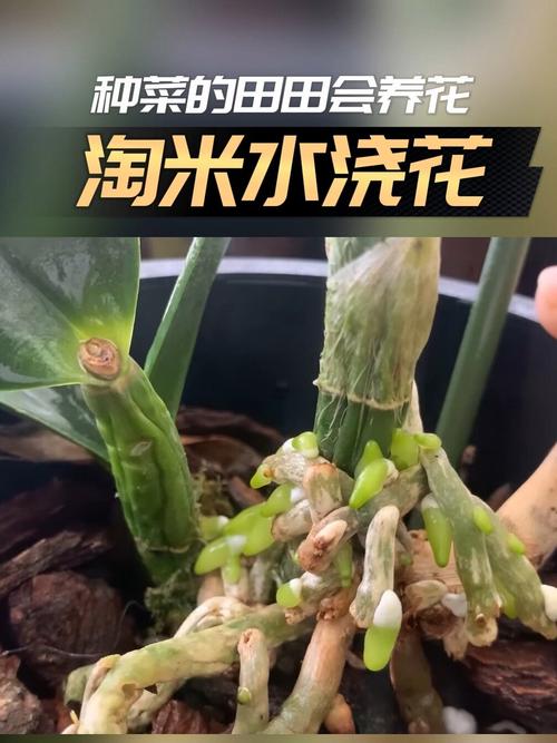 淘米水适合浇哪些盆栽，浇兰花正确方法，淘米水浇花适合哪些植物-第2张图片-优品飞百科