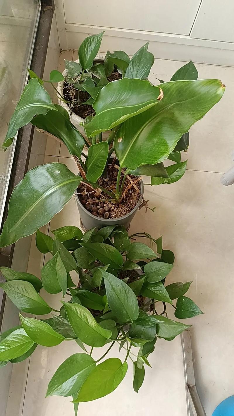 淘米水适合浇哪些盆栽，浇兰花正确方法，淘米水浇花适合哪些植物-第3张图片-优品飞百科