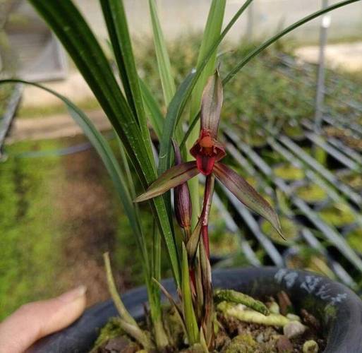 淘米水适合浇哪些盆栽，浇兰花正确方法，淘米水浇花适合哪些植物-第4张图片-优品飞百科