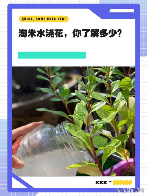 淘米水适合浇哪些盆栽，浇兰花正确方法，淘米水浇花适合哪些植物-第5张图片-优品飞百科