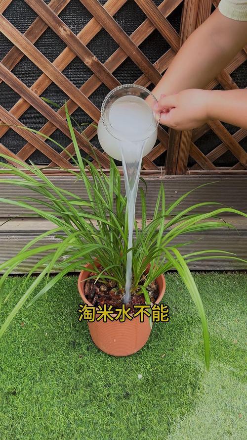 淘米水适合浇哪些盆栽，浇兰花正确方法，淘米水浇花适合哪些植物-第6张图片-优品飞百科