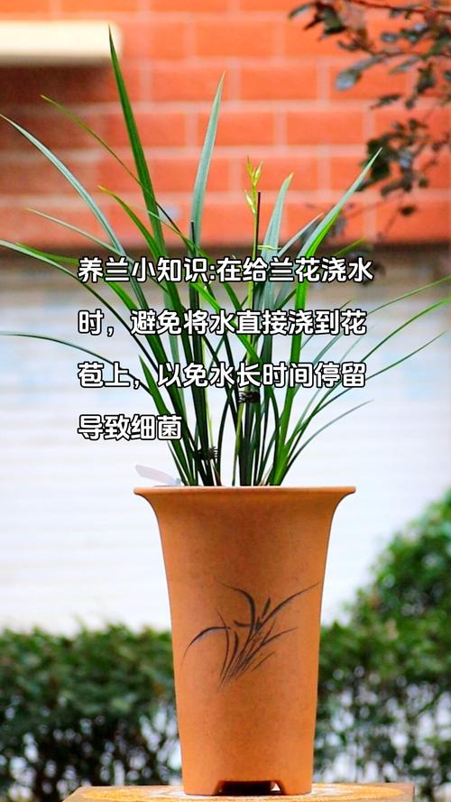 淘米水适合浇哪些盆栽，浇兰花正确方法，淘米水浇花适合哪些植物-第7张图片-优品飞百科