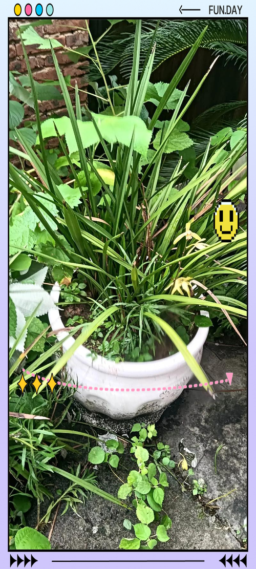 建兰和惠兰的区别,建兰和惠兰哪个香?-第1张图片-优品飞百科 建兰和惠兰的区别,建兰和惠兰哪个香?-第1张图片-优品飞百科