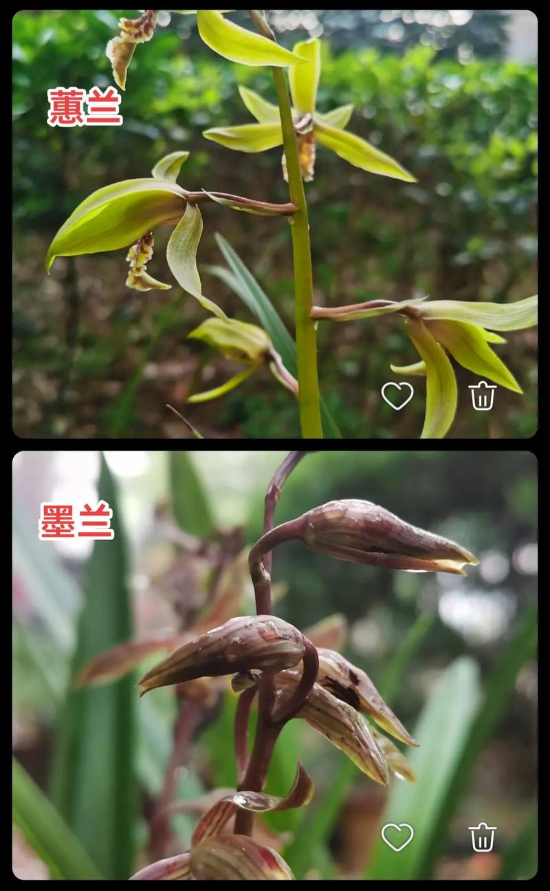 建兰和惠兰的区别,建兰和惠兰哪个香?-第2张图片-优品飞百科 建兰和惠兰的区别,建兰和惠兰哪个香?-第2张图片-优品飞百科