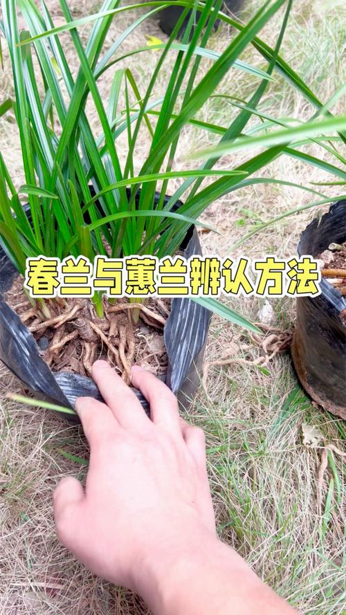 建兰和惠兰的区别,建兰和惠兰哪个香?-第3张图片-优品飞百科 建兰和惠兰的区别,建兰和惠兰哪个香?-第3张图片-优品飞百科