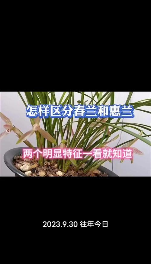 建兰和惠兰的区别,建兰和惠兰哪个香?-第4张图片-优品飞百科 建兰和惠兰的区别,建兰和惠兰哪个香?-第4张图片-优品飞百科